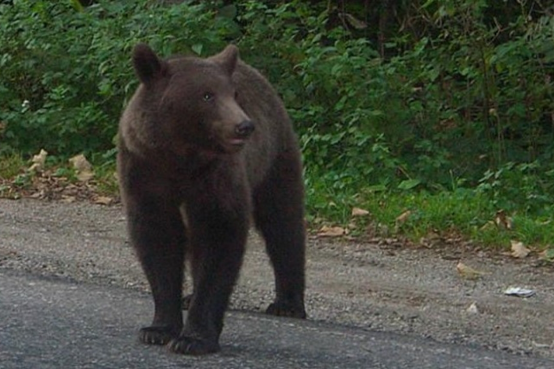 Urs pe strada Crinului, din Plopeni!